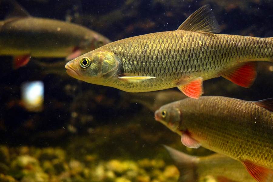 Muzeum rybářství ve Vodňanech: fascinující svět pod hladinou