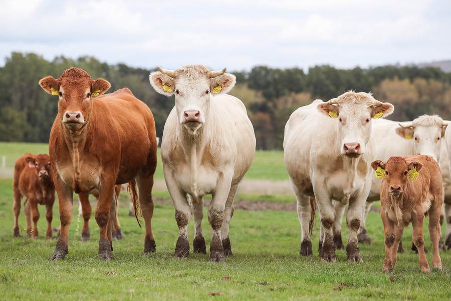 obr. k článku: Farma Maletice