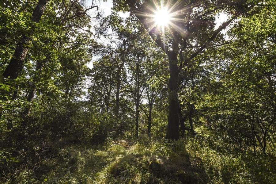 Šibeniční vrch u Blatné: Popraviště města Blatná