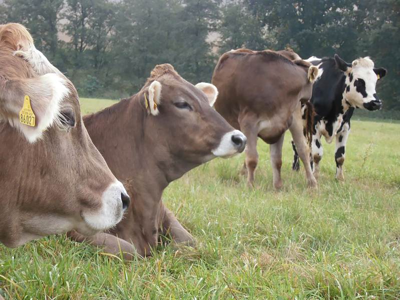 obr. k článku: Farma Struhy