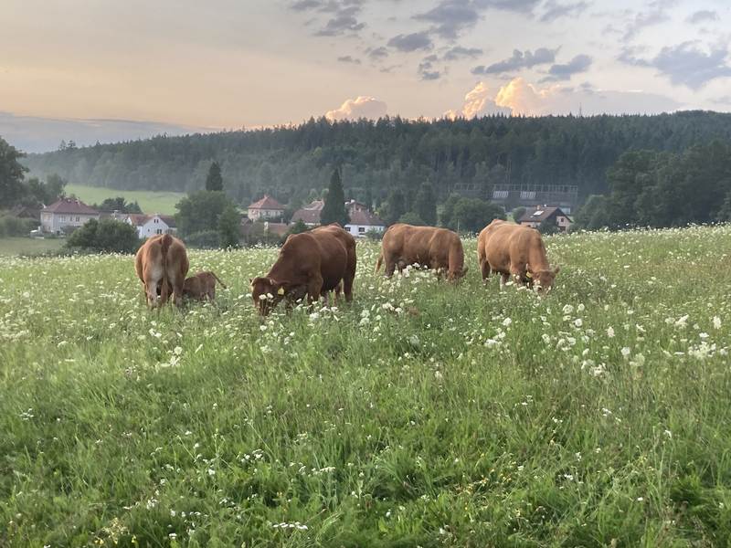 Farma Semice: Maso s péčí a s respektem k tradici